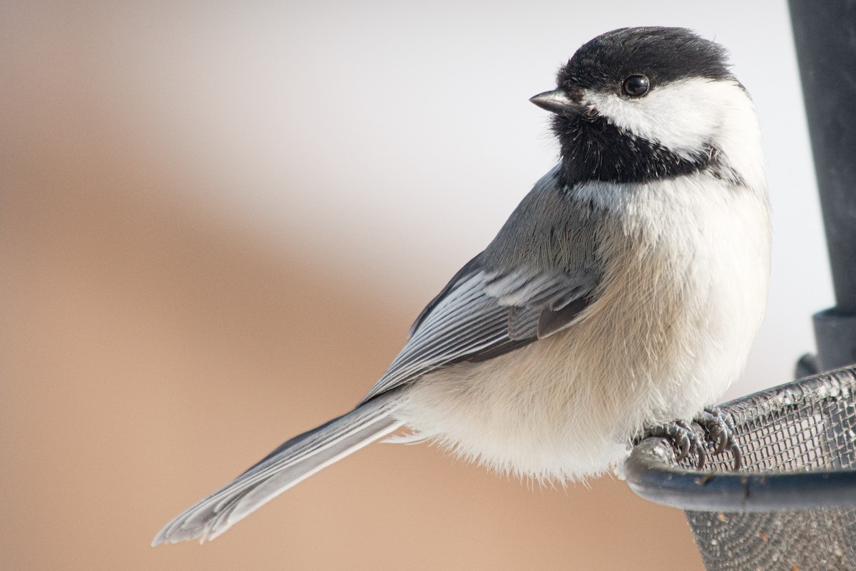 Black-capped Chickadee - ML646322522
