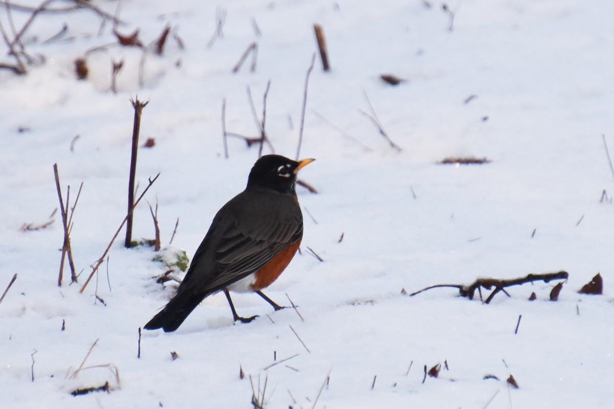 American Robin - ML646322525