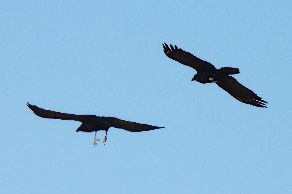 Chihuahuan Raven - ML646322528