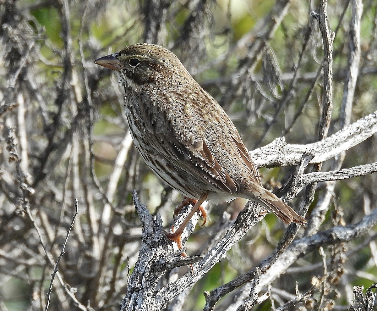 Savannah Sparrow (Large-billed) - ML646322532