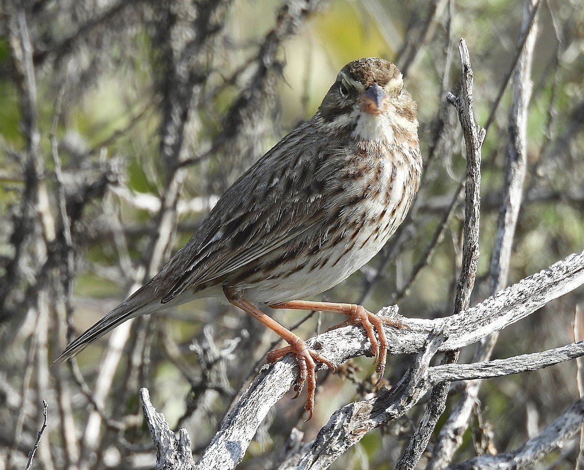 Savannah Sparrow (Large-billed) - ML646322534