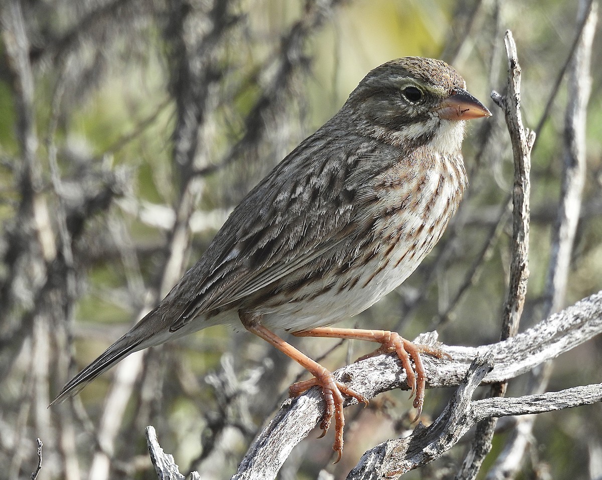 Savannah Sparrow (Large-billed) - ML646322536