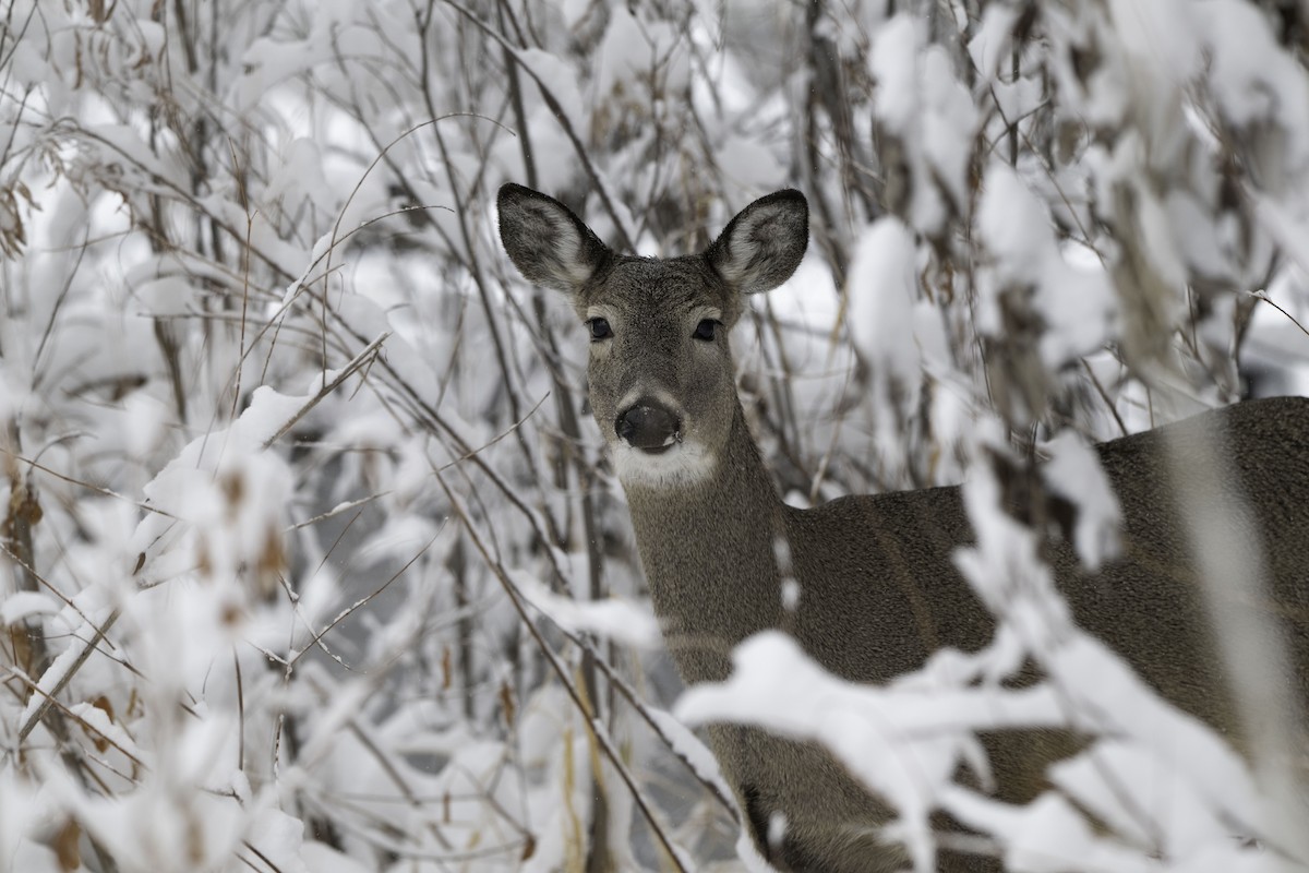 White-tailed Deer - ML646322538