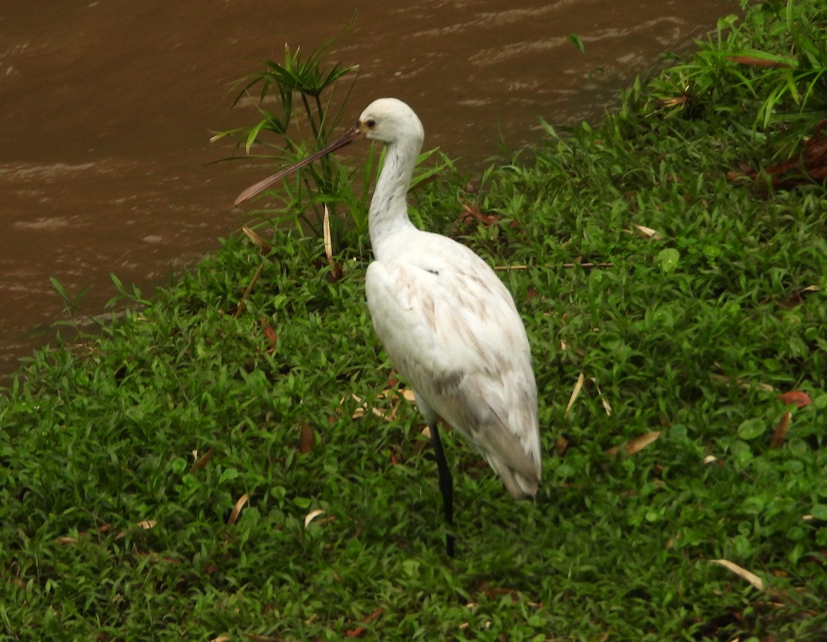 Eurasian Spoonbill - ML646322539