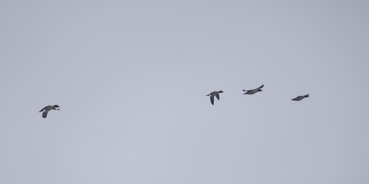 Porrón Osculado - ML646322540