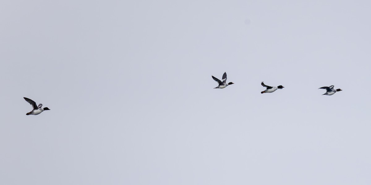 Porrón Osculado - ML646322545