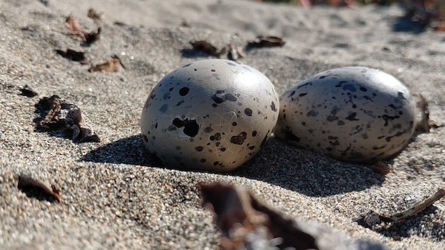 ústřičník americký - ML646322551