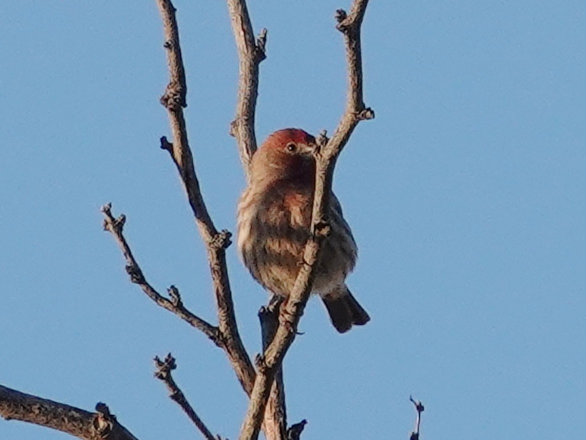 House Finch - ML646322552