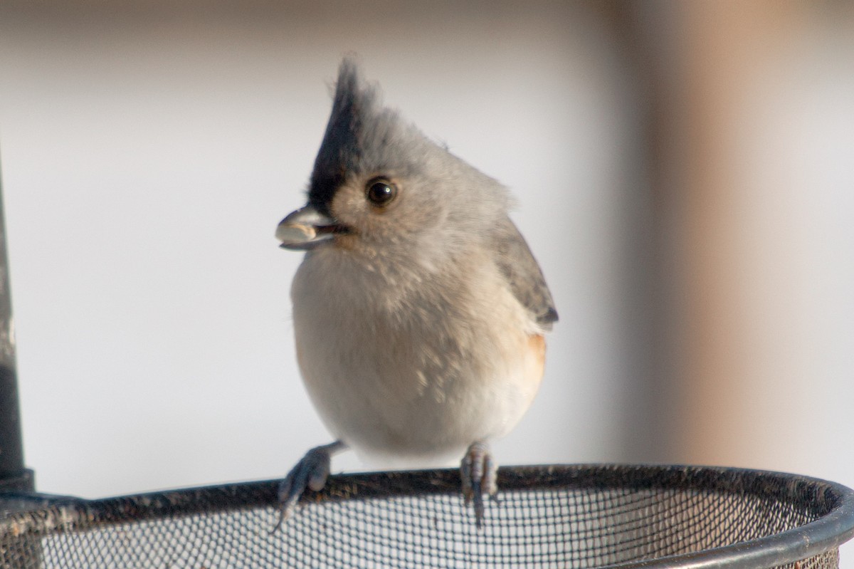 Tufted Titmouse - ML646322554