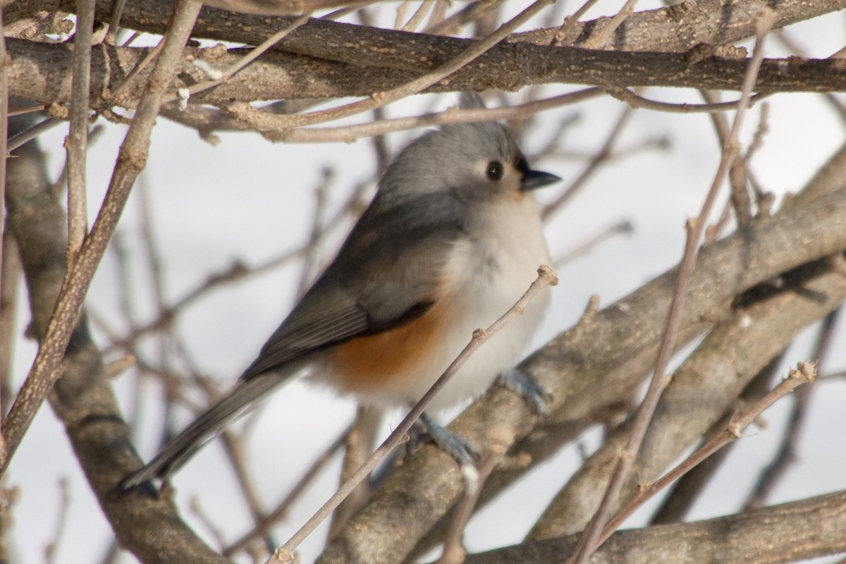 Tufted Titmouse - ML646322557