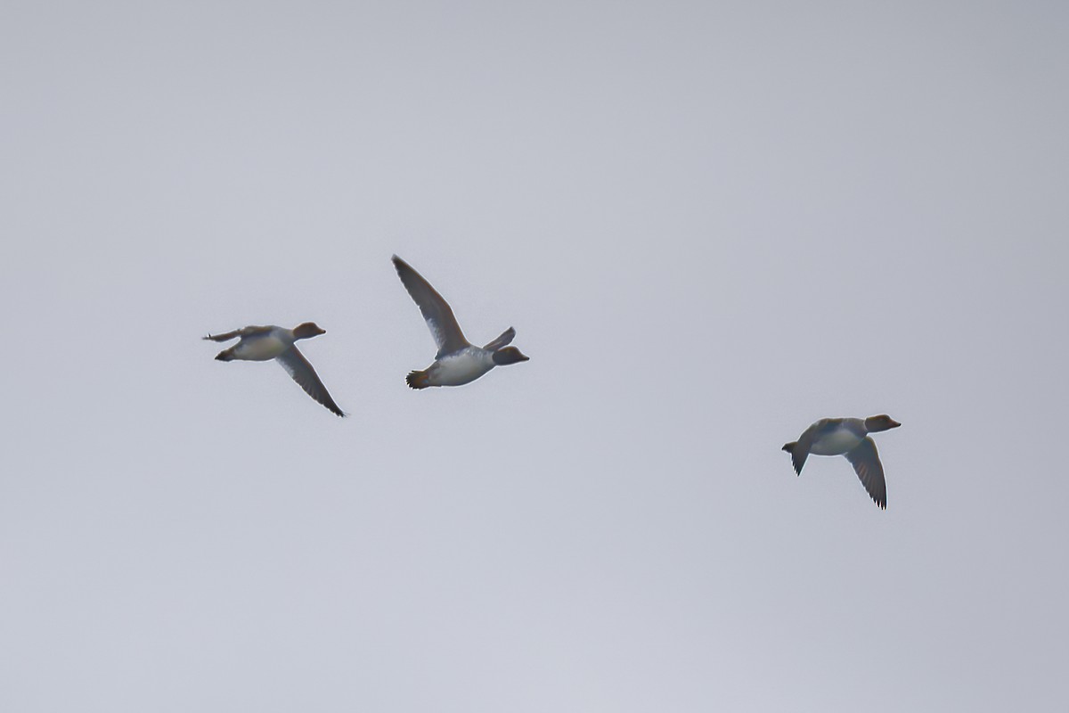 Porrón Osculado - ML646322559