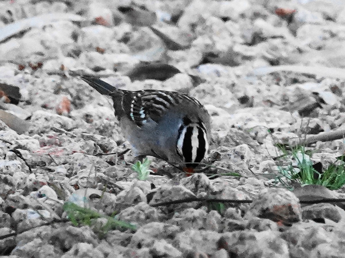 White-crowned Sparrow - ML646322568