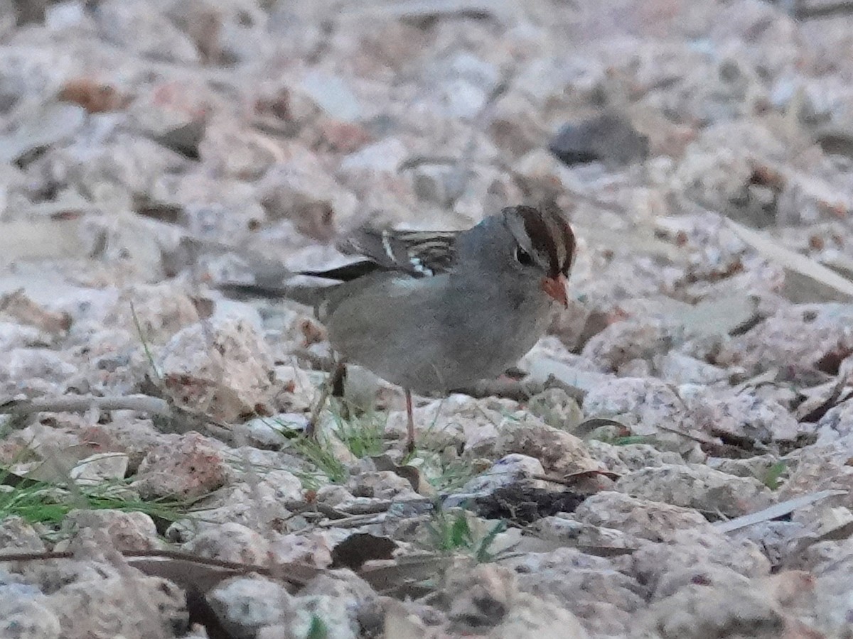 White-crowned Sparrow - ML646322569