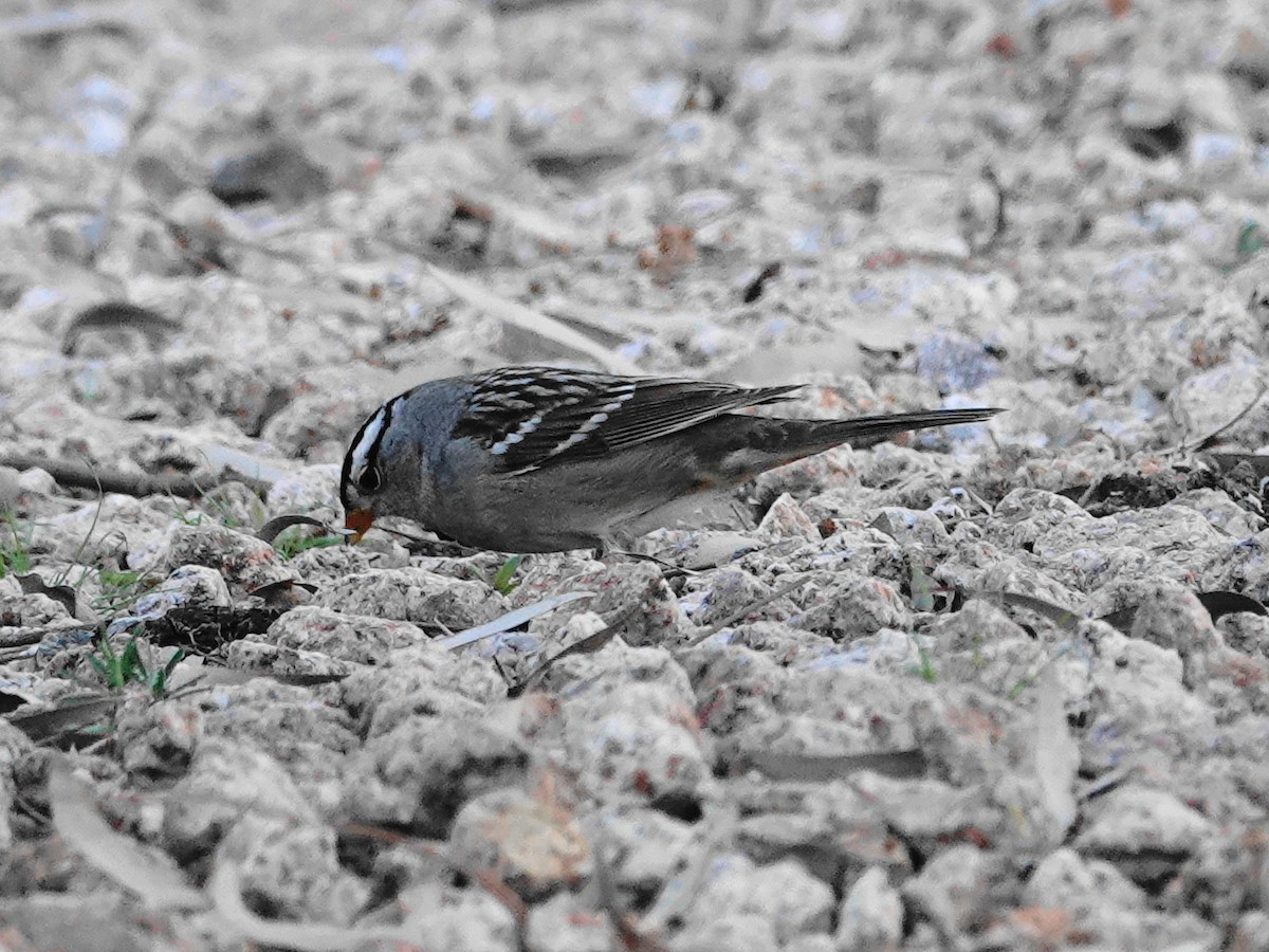 White-crowned Sparrow - ML646322570
