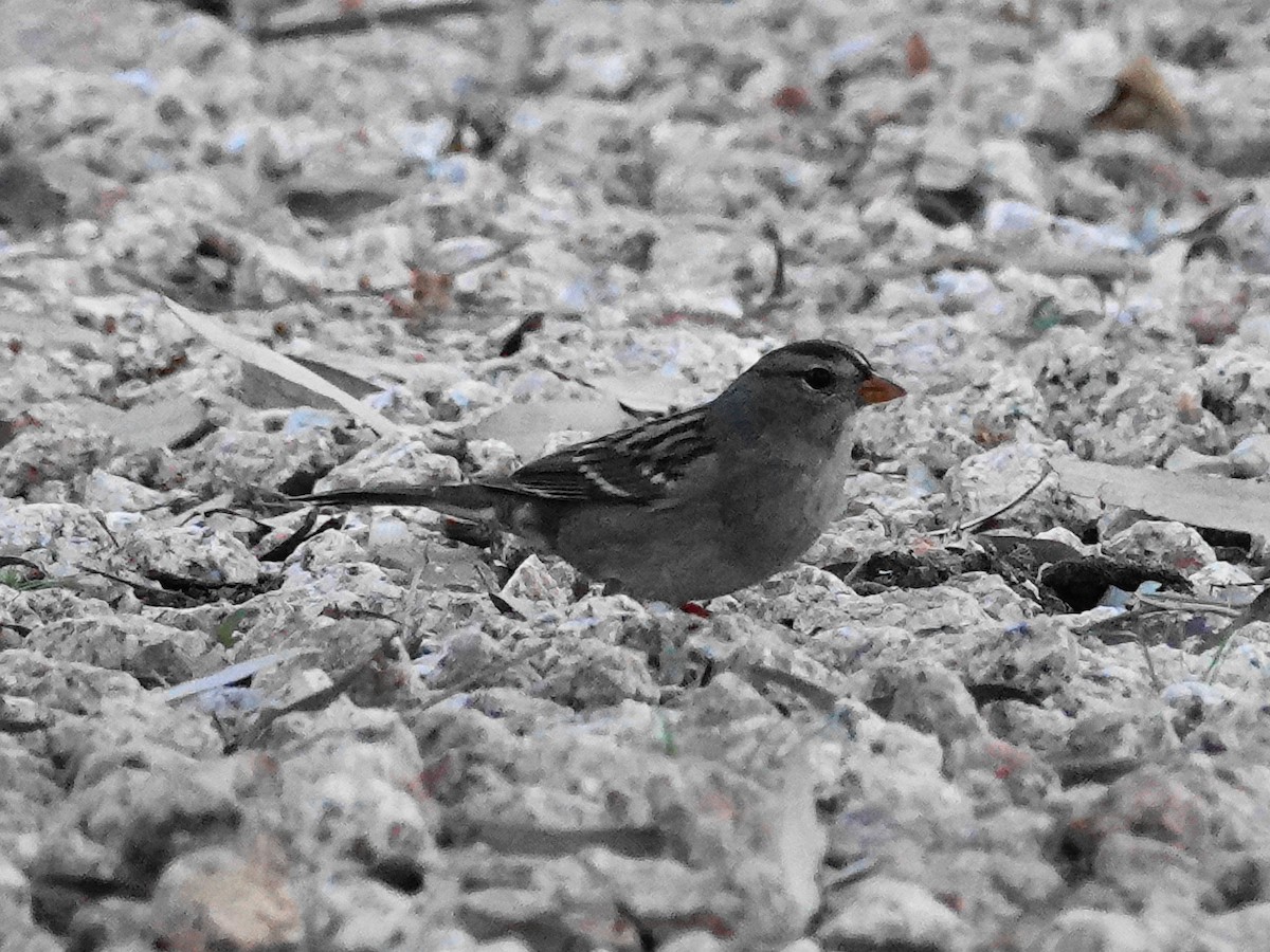 White-crowned Sparrow - ML646322571