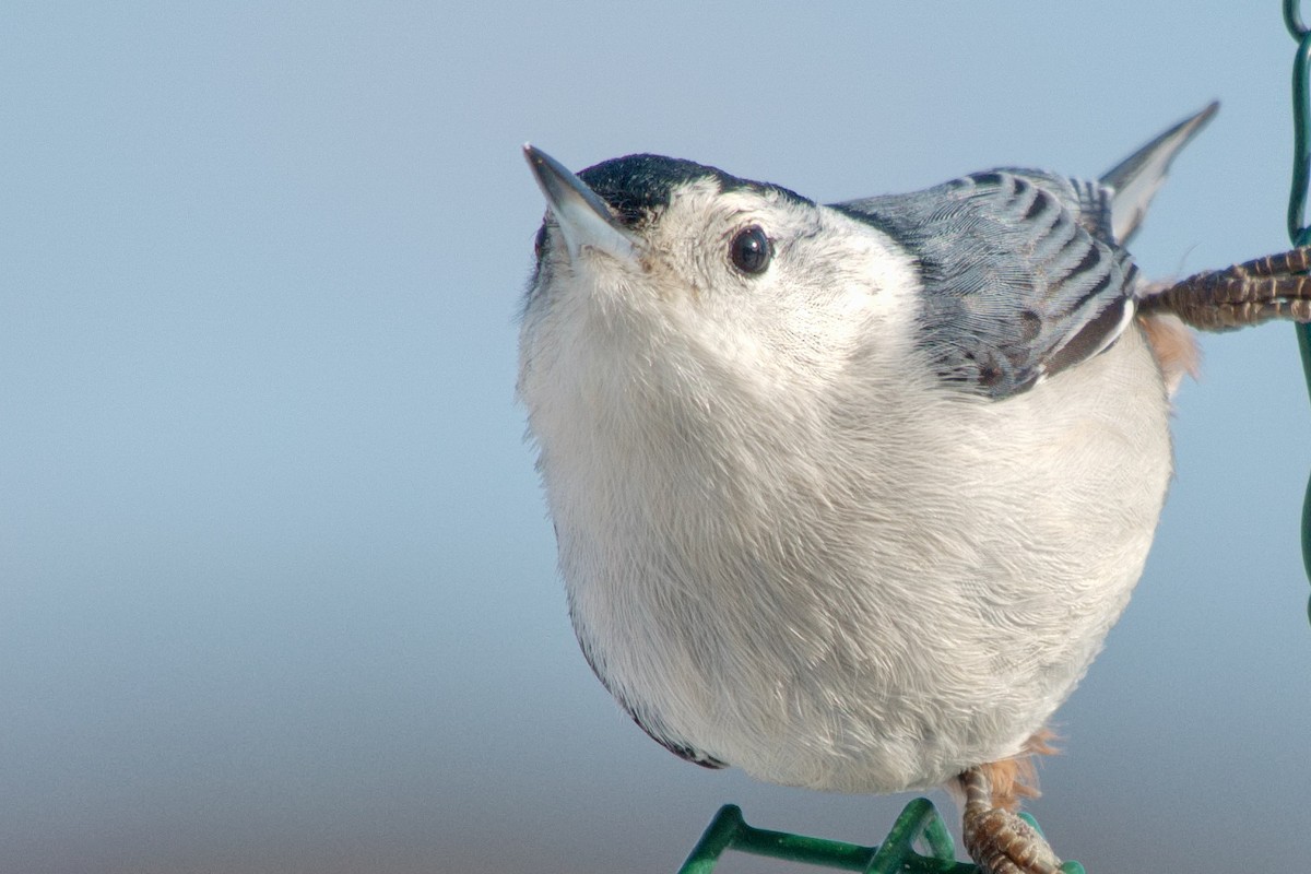 White-breasted Nuthatch - ML646322576