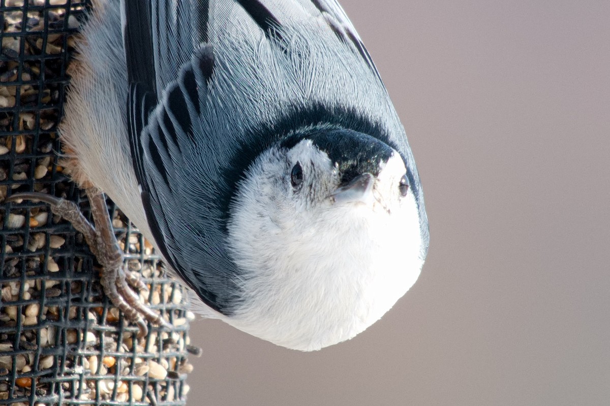 White-breasted Nuthatch - ML646322577