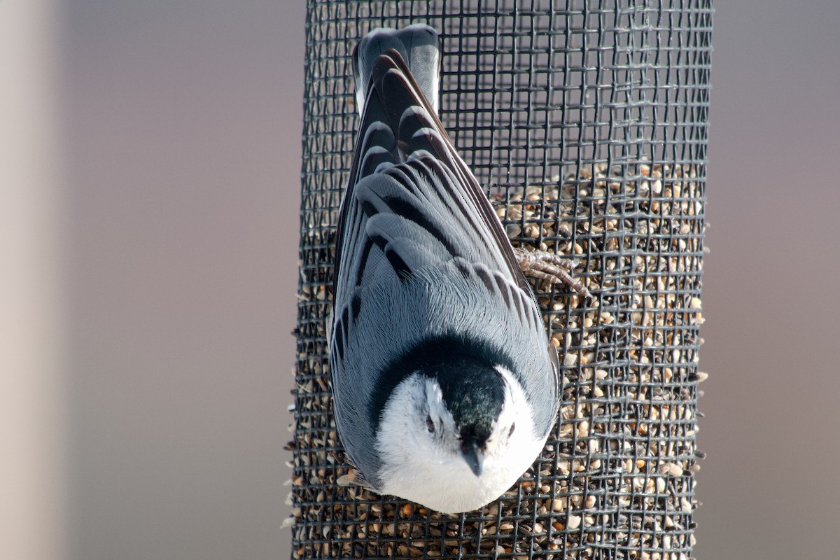 White-breasted Nuthatch - ML646322578