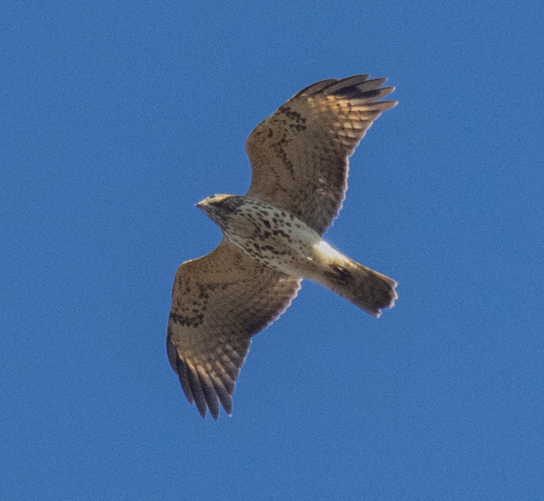 Red-shouldered Hawk - ML646322580