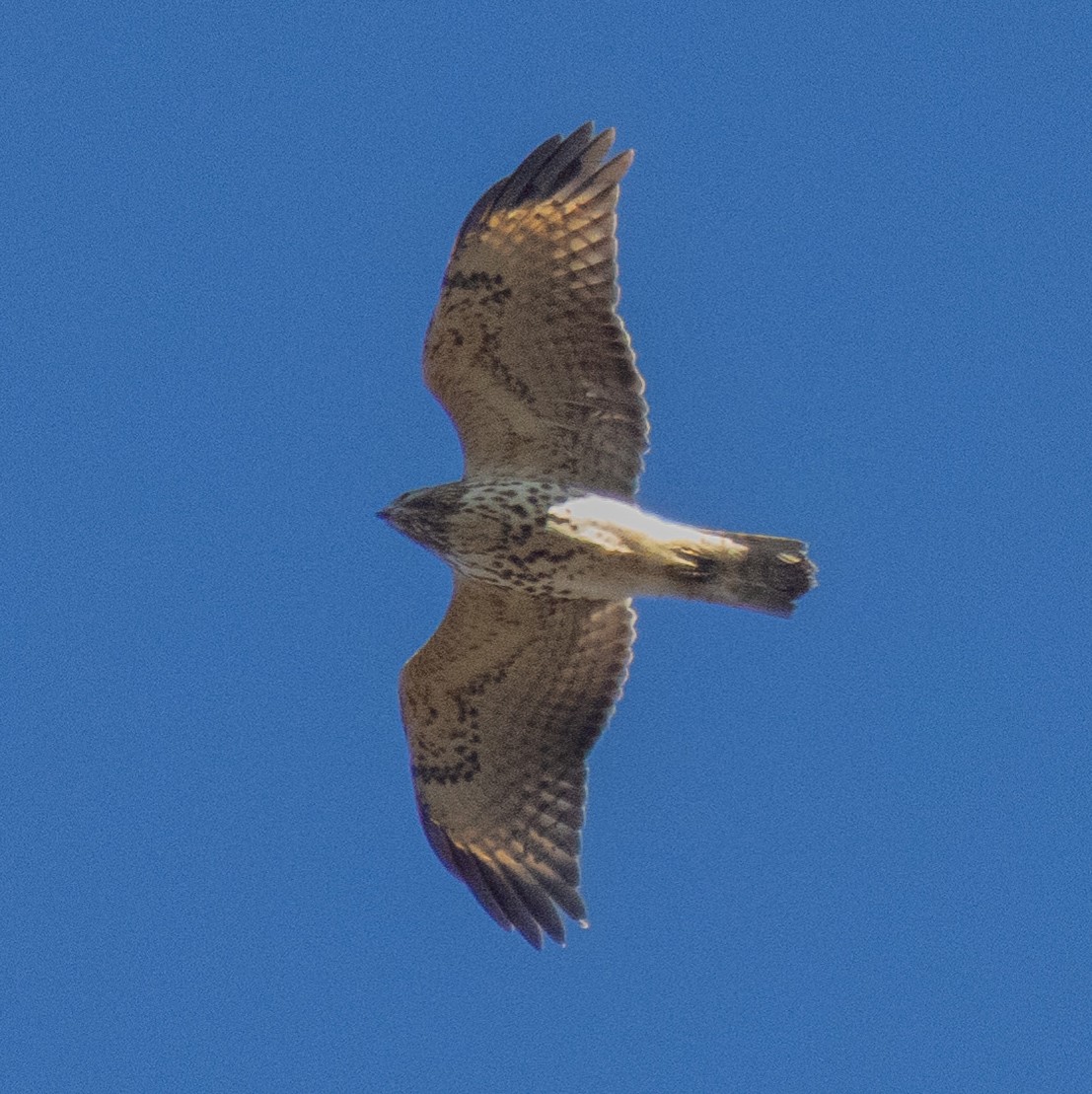 Red-shouldered Hawk - ML646322581