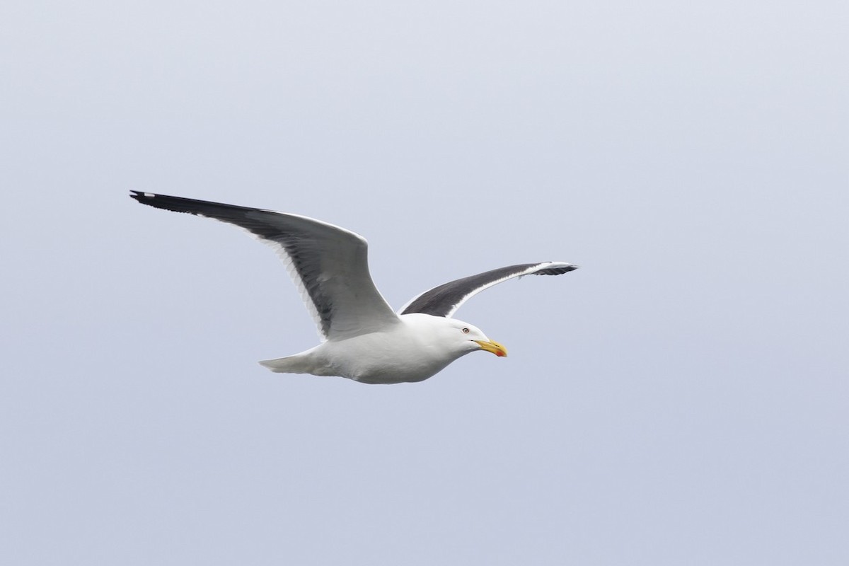 שחף דרומי - ML646322582