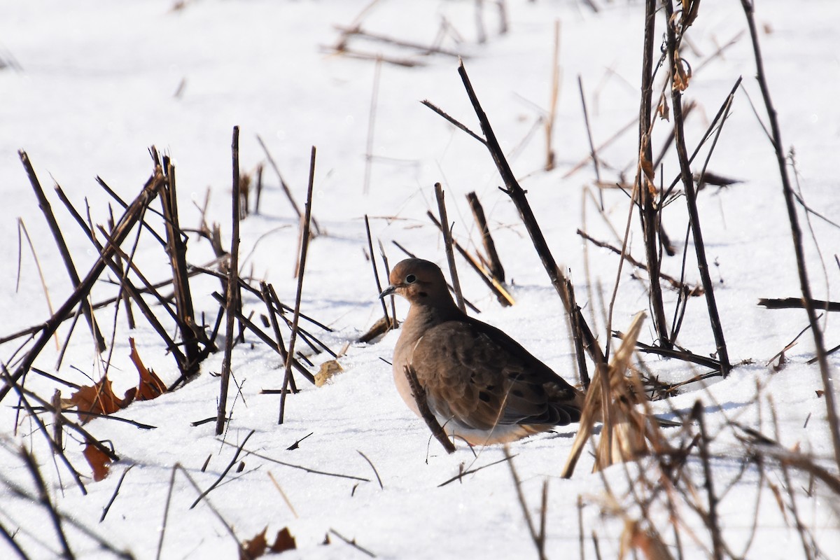 Mourning Dove - ML646322587