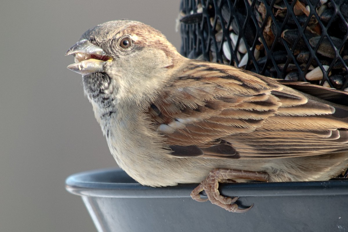 House Sparrow - ML646322594