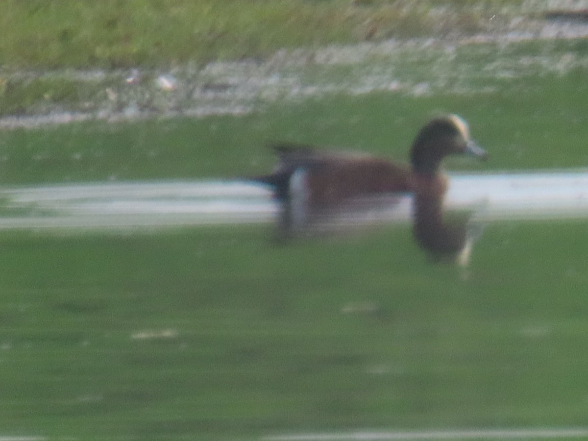 American Wigeon - ML646322598