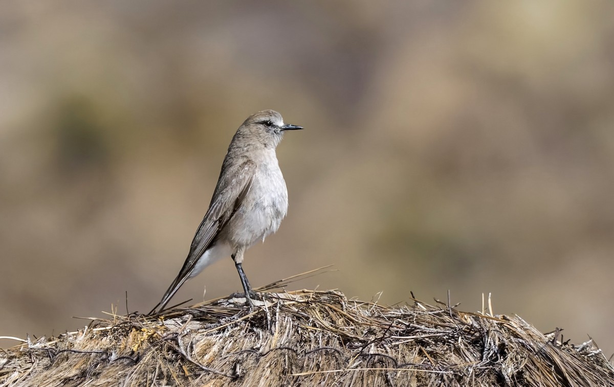 White-fronted Ground-Tyrant - ML646322607