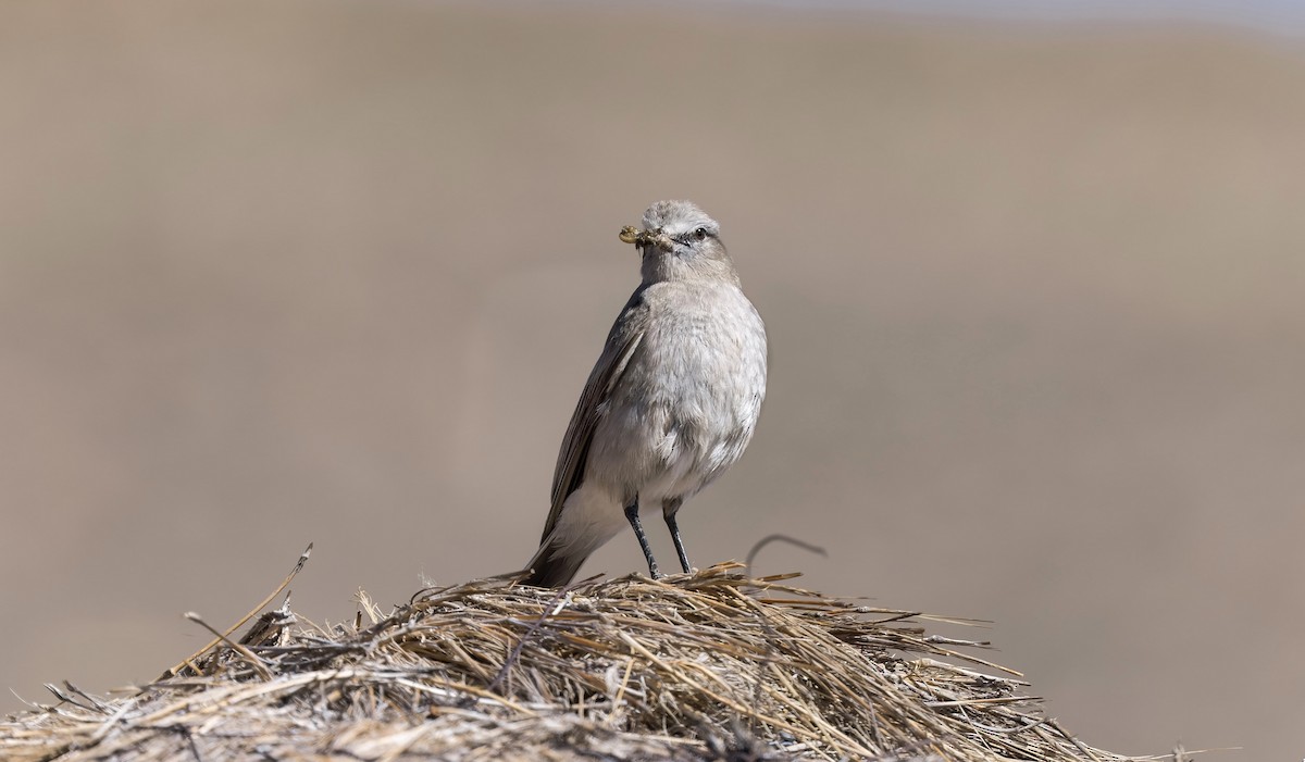 White-fronted Ground-Tyrant - ML646322608
