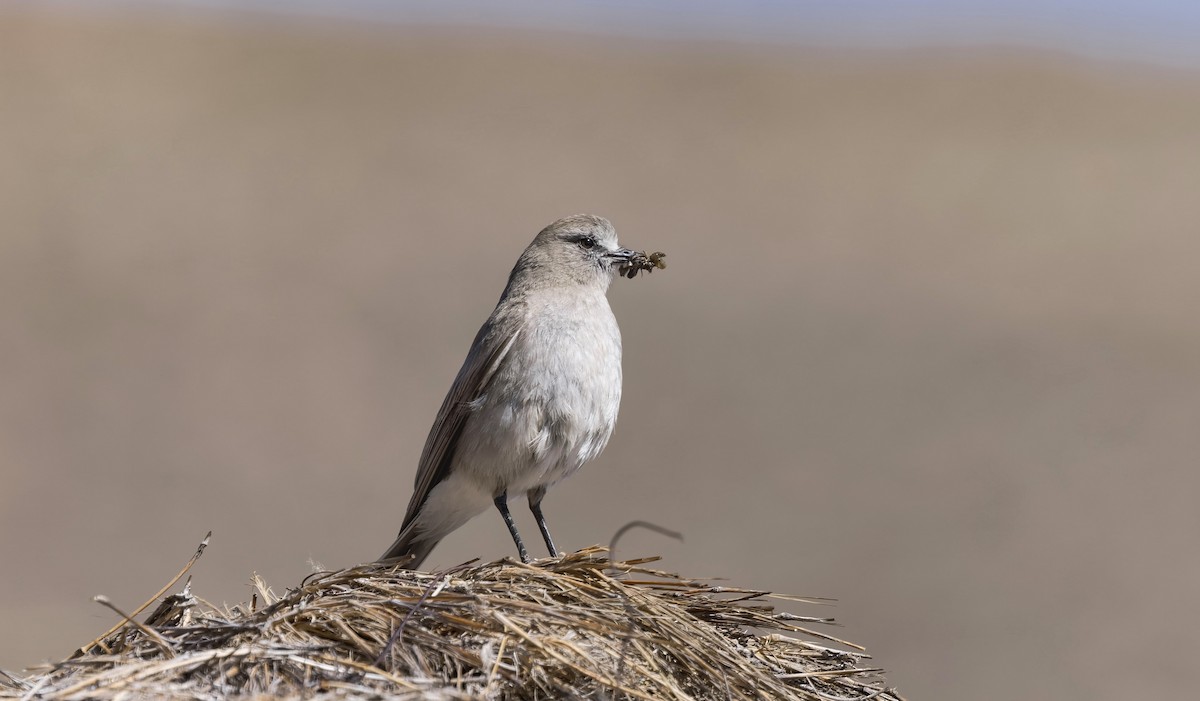 White-fronted Ground-Tyrant - ML646322609