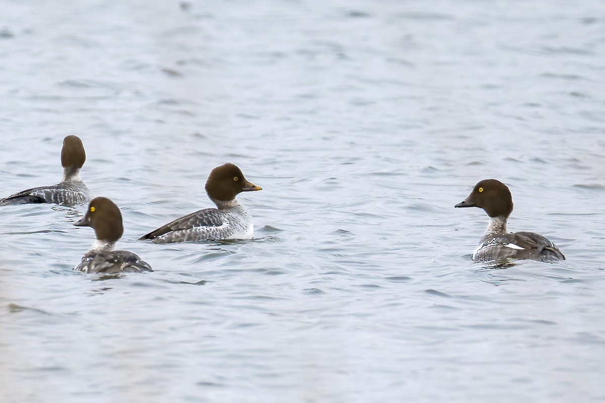 Porrón Osculado - ML646322610