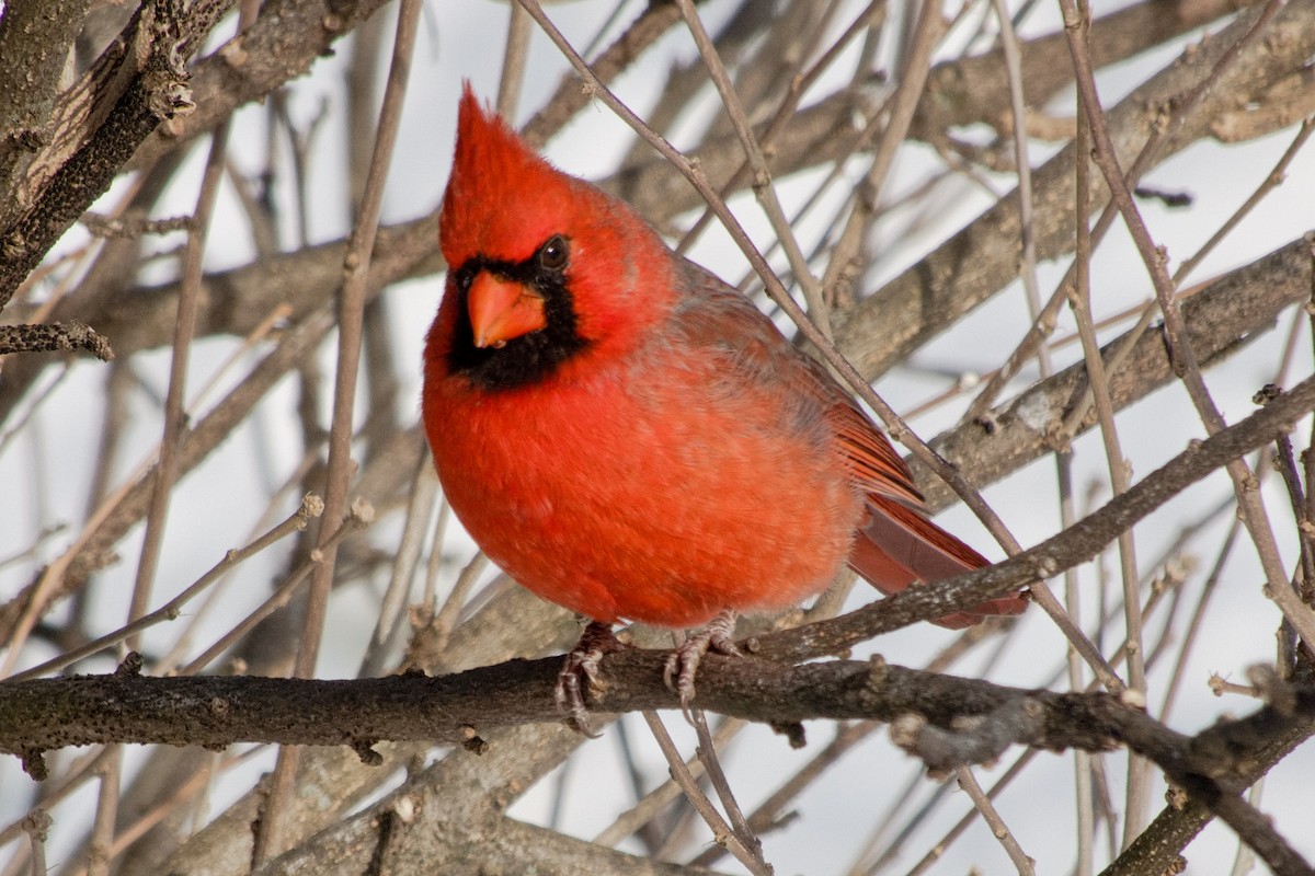 Northern Cardinal - ML646322618