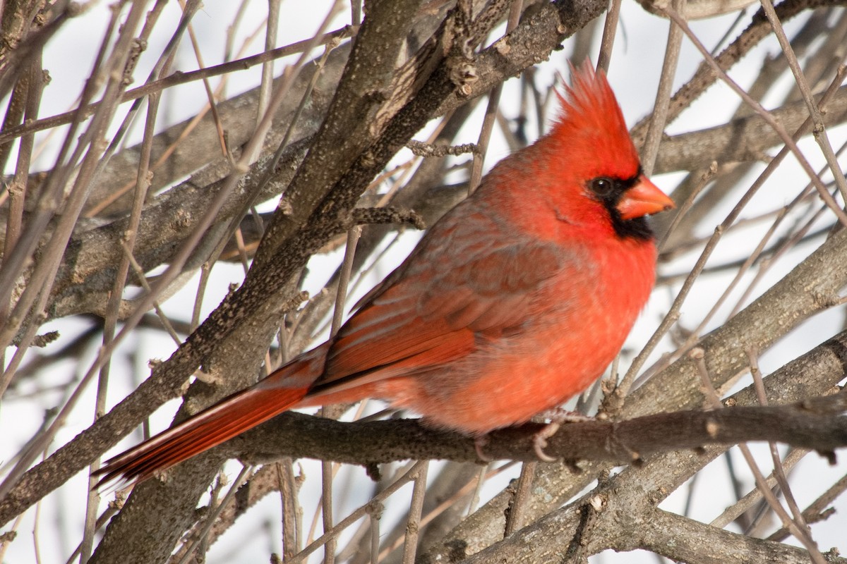 Northern Cardinal - ML646322619