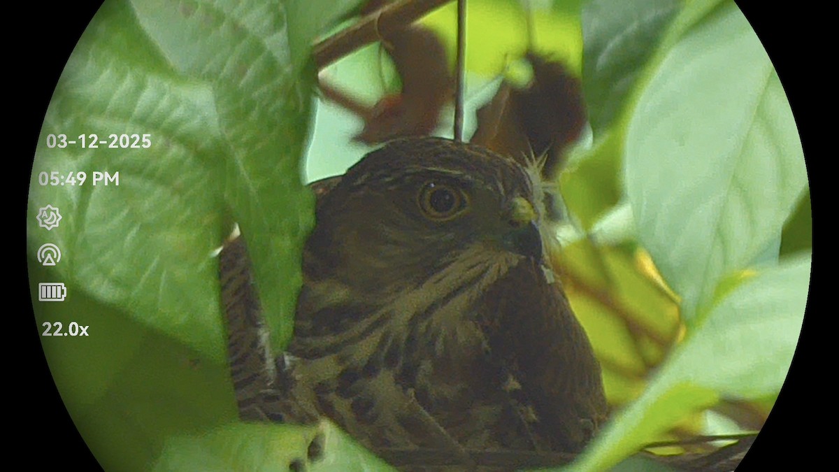 Crested Goshawk - ML646322620