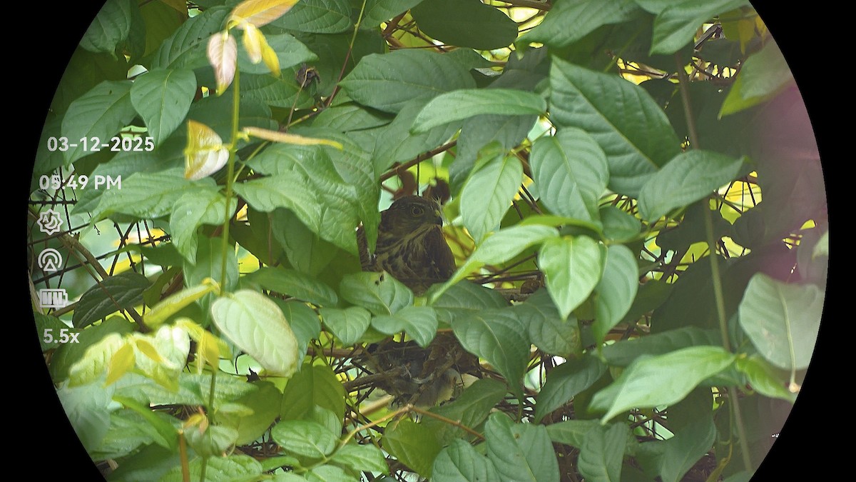 Crested Goshawk - ML646322621