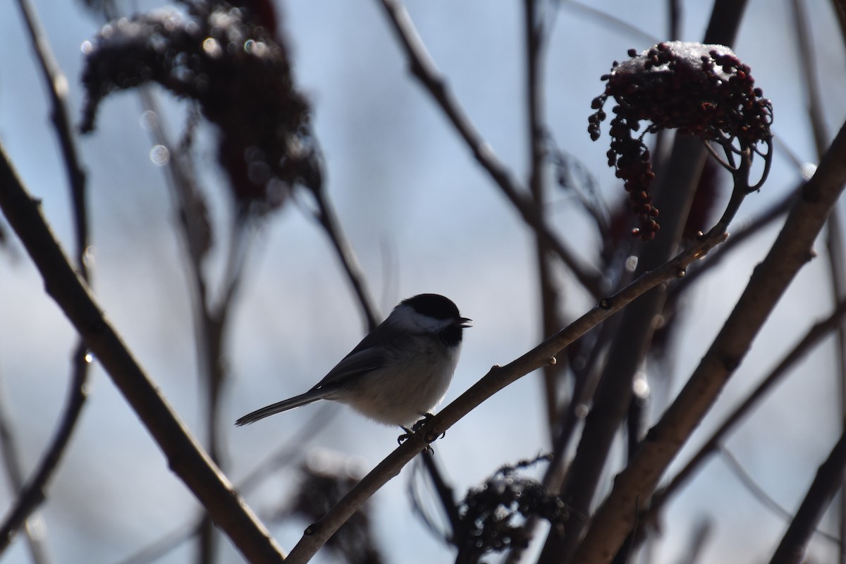 Black-capped Chickadee - ML646322622