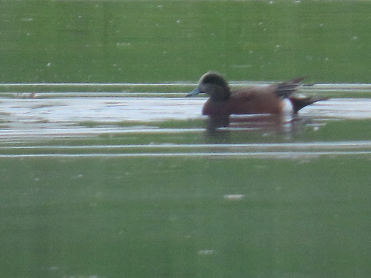 American Wigeon - ML646322624