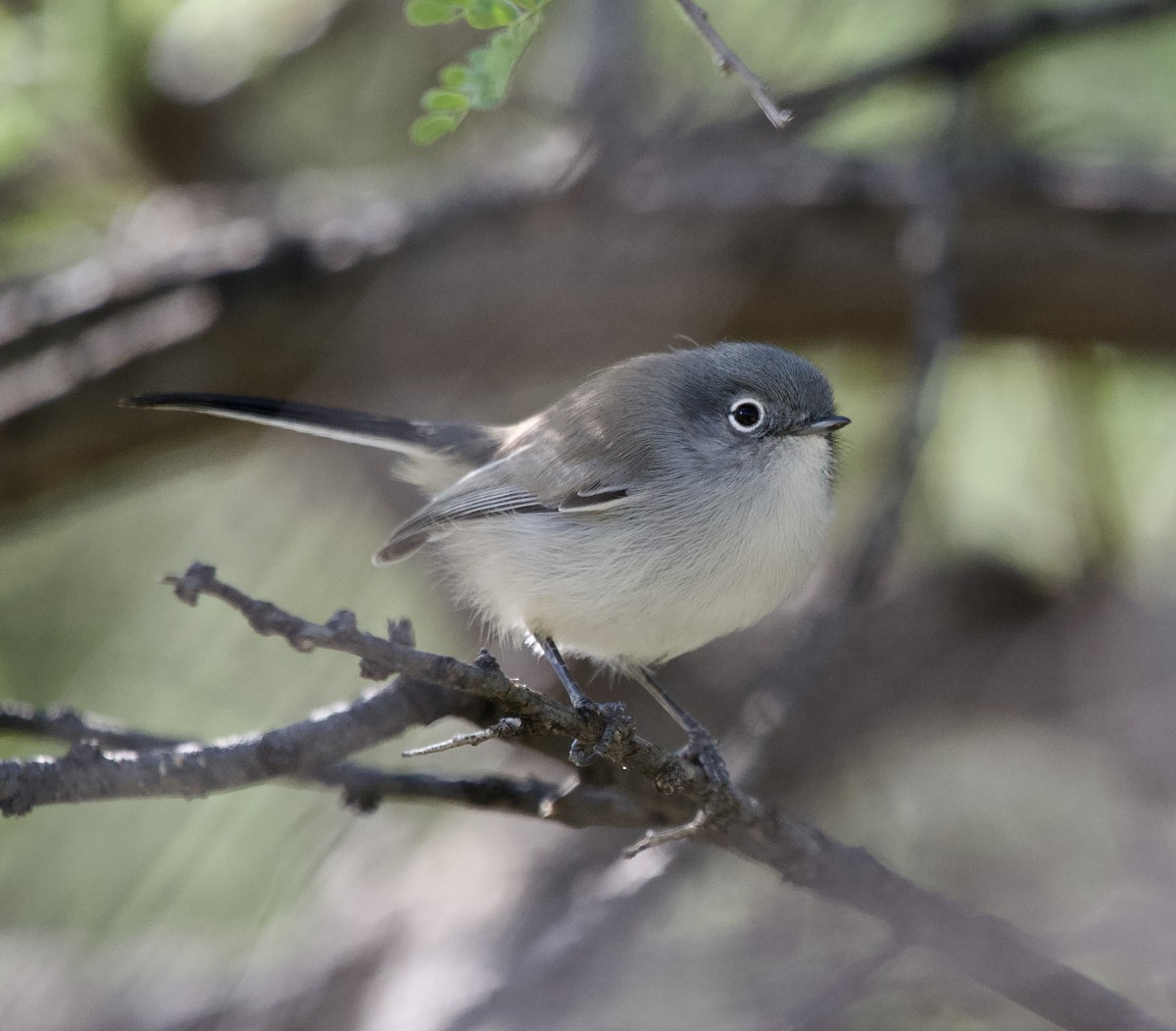 Black-tailed Gnatcatcher - ML646322626