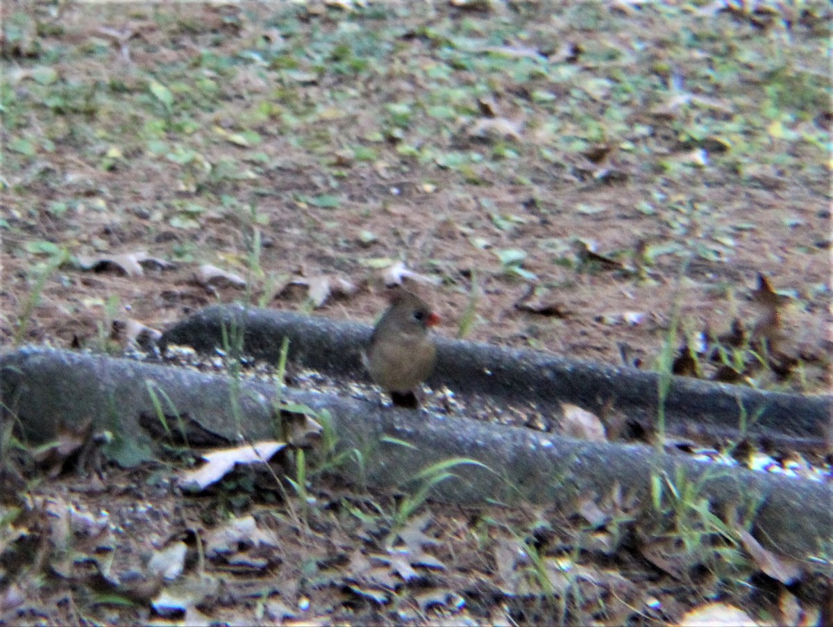 Northern Cardinal - ML646322627
