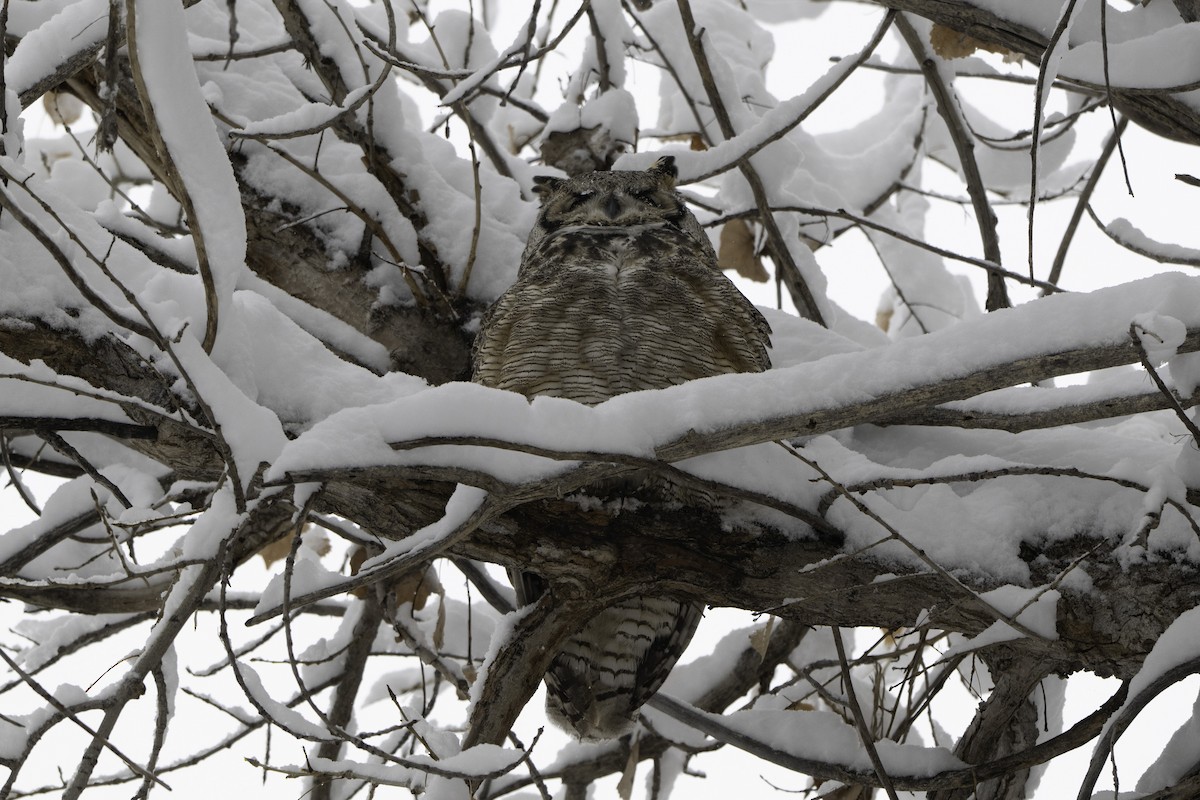 Great Horned Owl - ML646322657