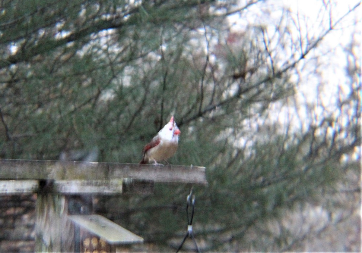 Northern Cardinal - ML646322673