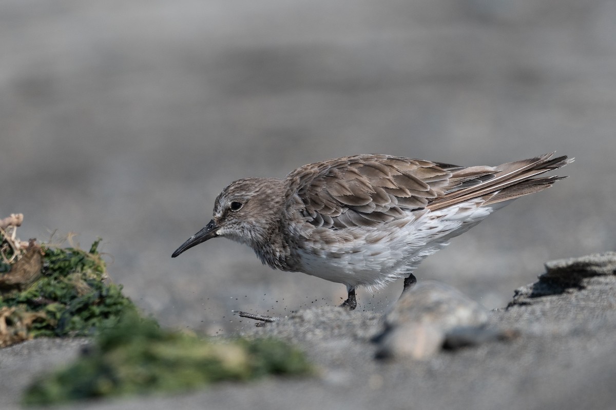 White-rumped Sandpiper - ML646322675