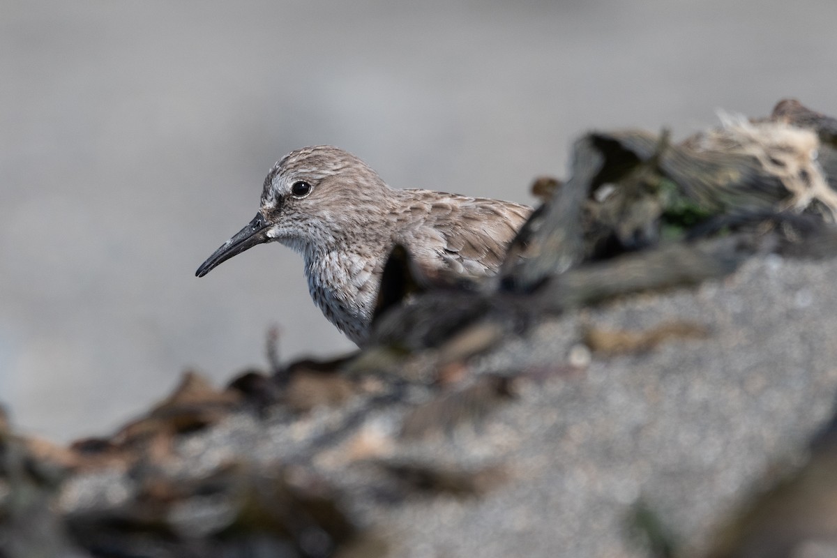 White-rumped Sandpiper - ML646322676