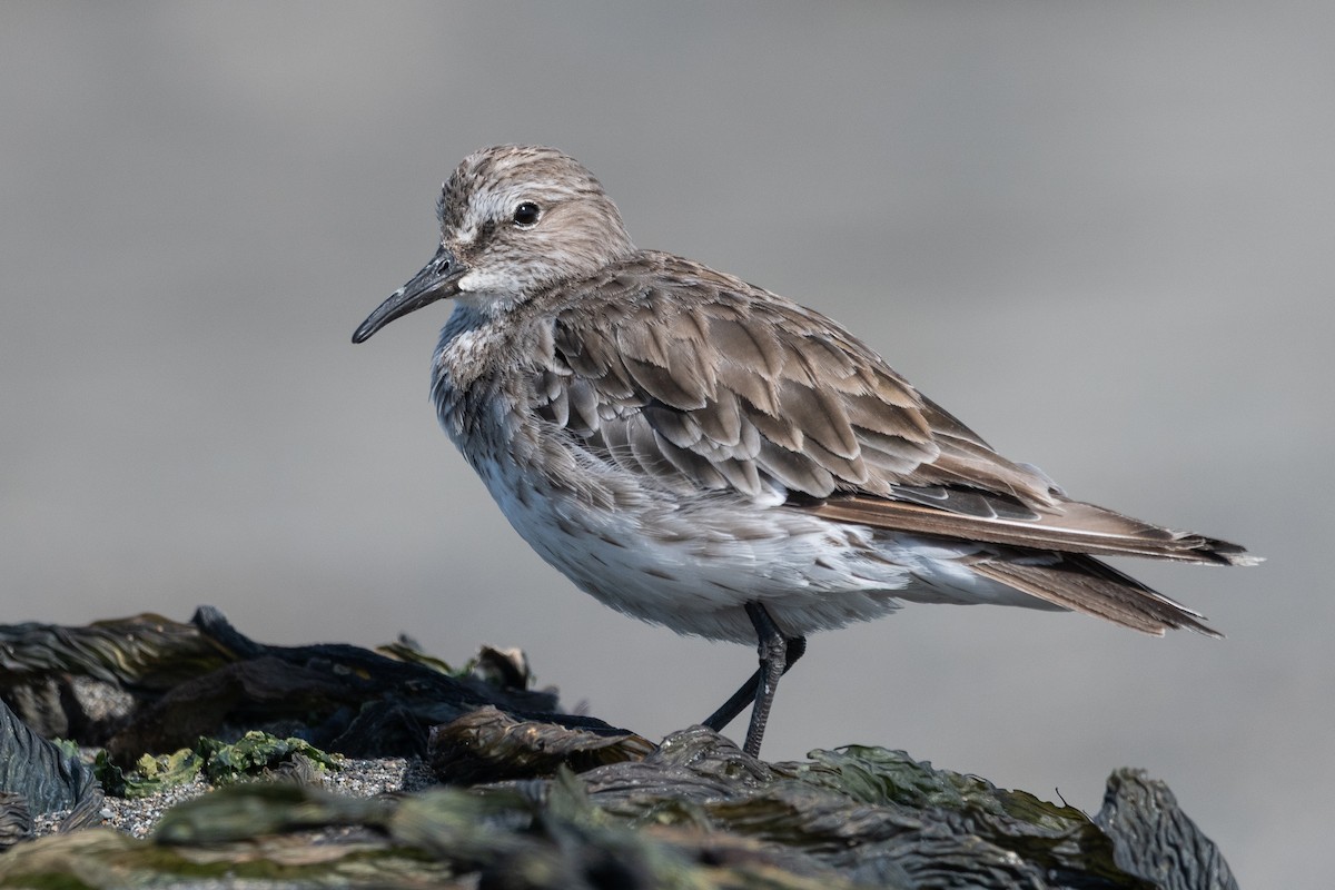 White-rumped Sandpiper - ML646322677