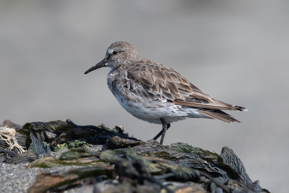 White-rumped Sandpiper - ML646322678