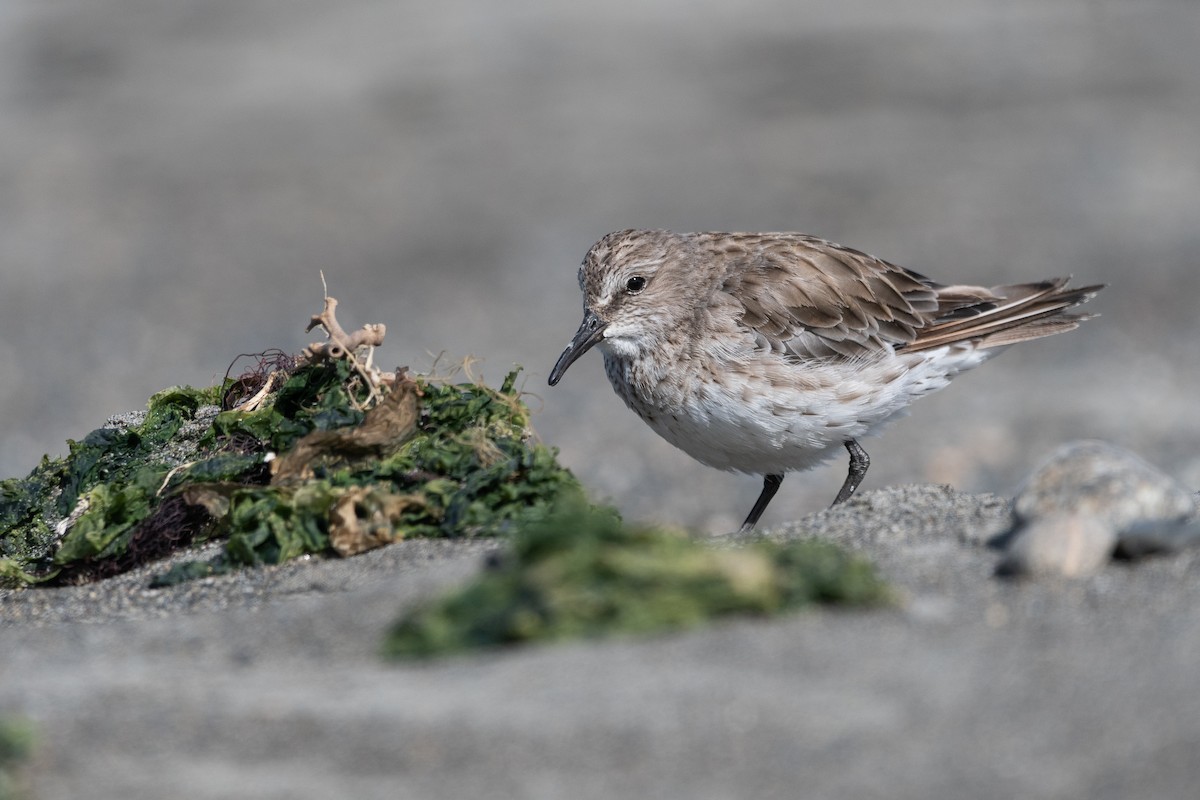 White-rumped Sandpiper - ML646322679