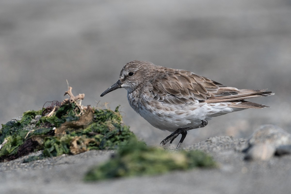 White-rumped Sandpiper - ML646322680