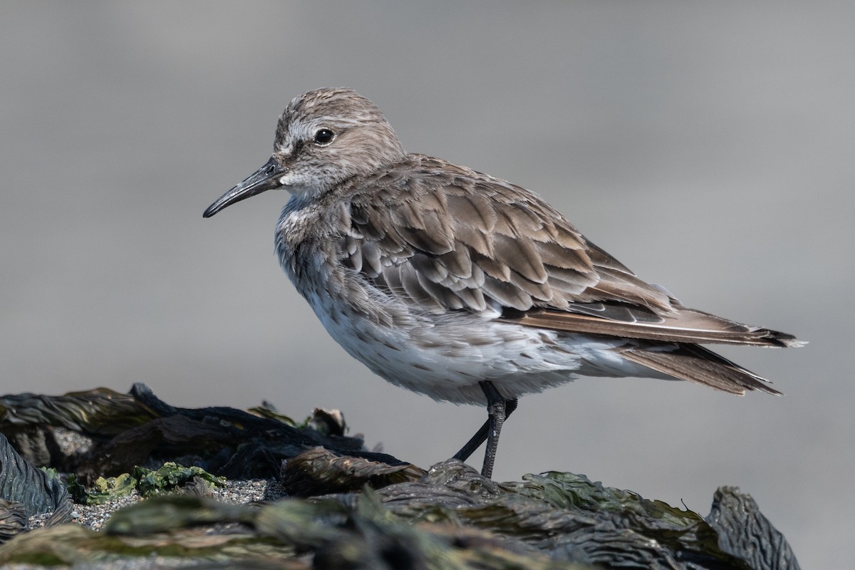White-rumped Sandpiper - ML646322681