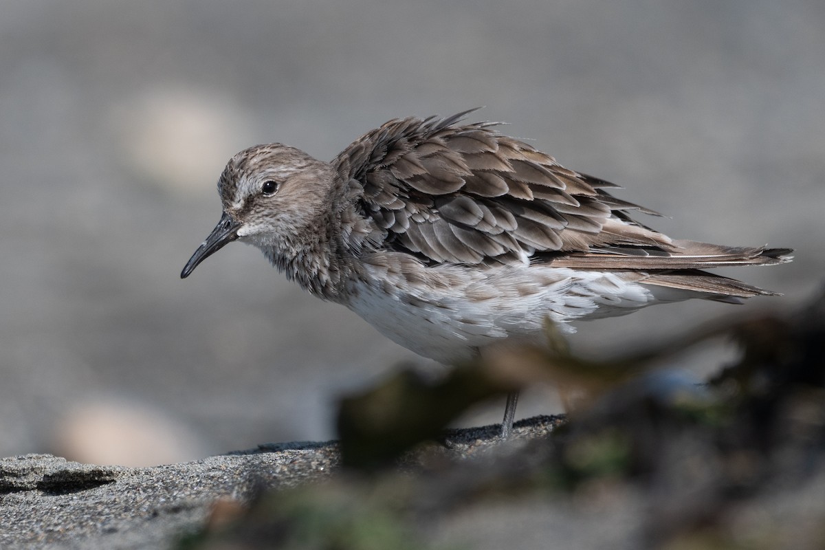 White-rumped Sandpiper - ML646322682